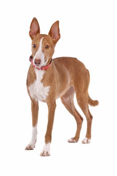 Podenco in front of a white background