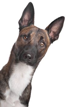 Belgian Shepherd Dog Malinois in front of a white background