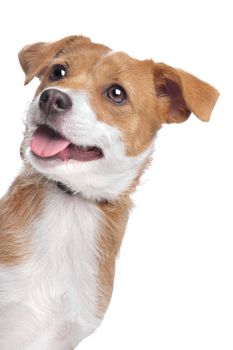 mixed breed dog in front of a white background