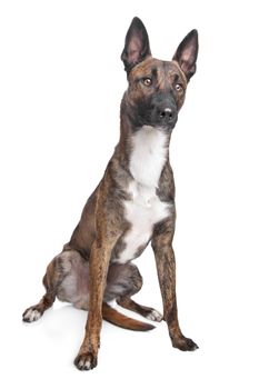 Belgian Shepherd Dog Malinois in front of a white background