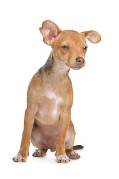 mixed breed chihuahua and miniature Pincher dog in front of a white background