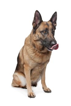 German Shepherd in front of a white background