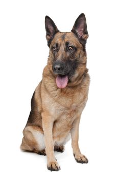 German Shepherd in front of a white background