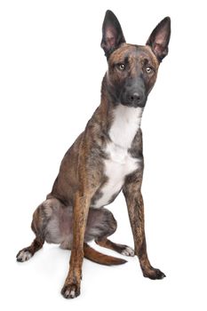 Belgian Shepherd Dog Malinois in front of a white background