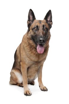 German Shepherd in front of a white background