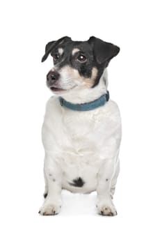 Jack Russel Terrier in front of a white background