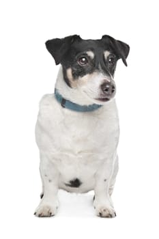 Jack Russel Terrier in front of a white background