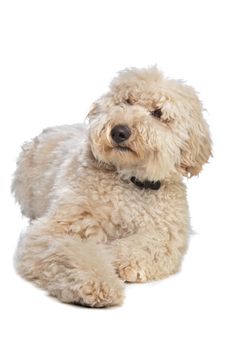 Australian Labradoodle in front of a white background