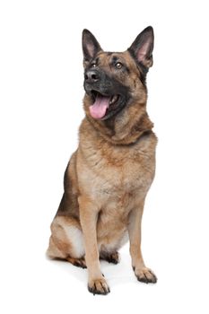 German Shepherd in front of a white background
