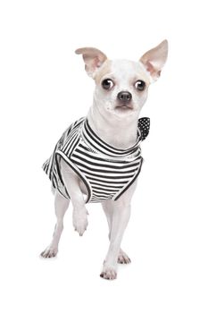 dressed chihuahua in front of a white background