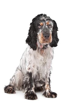 English Cocker Spaniel in front of a white background