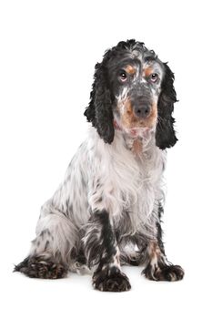 English Cocker Spaniel in front of a white background