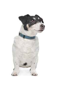 Jack Russel Terrier in front of a white background