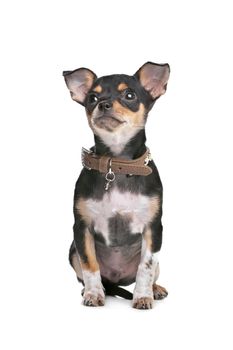 Black and Tan Chihuahua in front of a white background