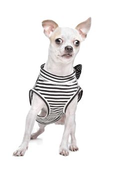 dressed chihuahua in front of a white background