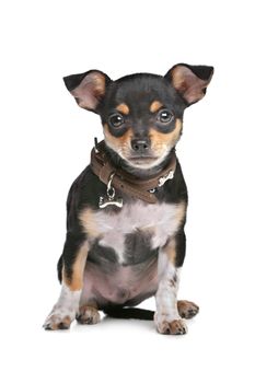 Black and Tan Chihuahua in front of a white background