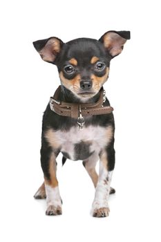 Black and Tan Chihuahua in front of a white background