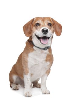 mixed breed dog. Beagle/Jack Russel Terrier