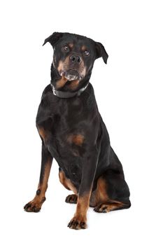 rottweiler in front of a white background