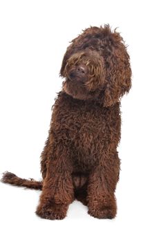 Brown Labradoodle in front of a white background