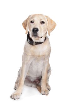 yellow Labrador in front of a white background