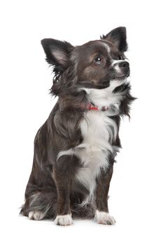 long haired chihuahua in front of a white background