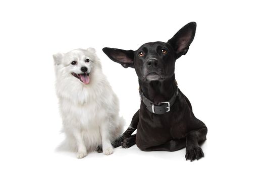 Keeshond (Dutch Barge Dog) and a black Shepherd mix in front of a white background