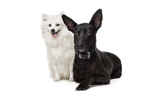 Keeshond (Dutch Barge Dog) and a black Shepherd mix in front of a white background