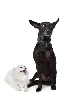 Keeshond (Dutch Barge Dog) and a black Shepherd mix in front of a white background