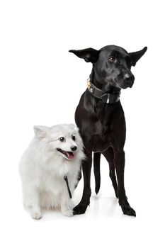 Keeshond (Dutch Barge Dog) and a black Shepherd mix in front of a white background