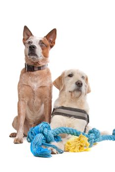 Labrador and Australian Cattle dog in front of a white background