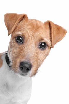 Jack Russel Terrier dog in front of a white background