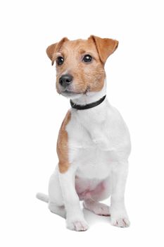 Jack Russel Terrier dog in front of a white background