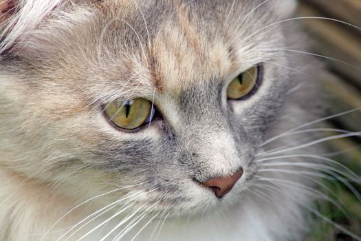 stunning tabby cat in the garden