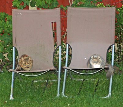 two tabby cats sitting in deck chairs