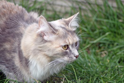 stunning tabby cat in the garden