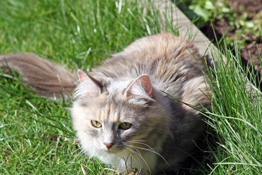 stunning tabby cat in the garden 