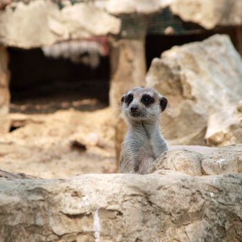 Suricate or meerkat standing in alert position

