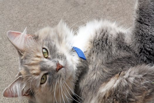 stunning tabby cat in the garden