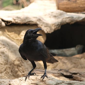 raven sitting on a stone