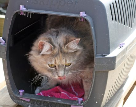 tabby cat inside a cat carrier waiting for trip to the vets