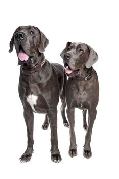 Two grey great Dane dogs on front of a white background