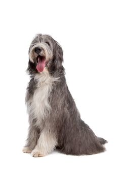 Bearded Collie in front of a white background
