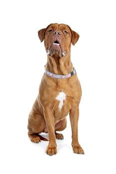 Bordeaux dog or French Mastiff in front of a white background