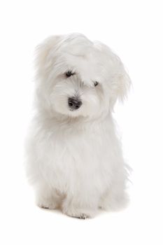 Maltese dog sitting in front of a white background