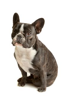 French Bulldog in front of a white background