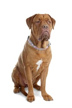 Bordeaux dog or French Mastiff in front of a white background
