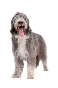 Bearded Collie in front of a white background