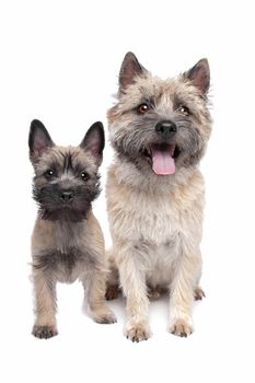 Puppy and adult cairn Terrier in front of a white background