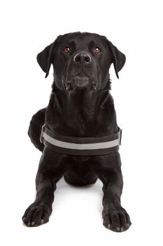mix breed dog, Labrador, Rottweiler, in front of white background